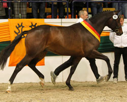 Häwelmann von Hofrat / Artistic Rock wurde Siegerhengst bei der Trakehner Körung in Neumünster und mit 140.000 Euro teuerster Hengst bei der Auktion. Foto: Lafrentz